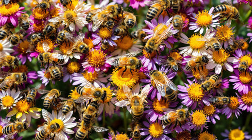 Sustainability Matters: How Mellody Protects Native Pollinators and Encourages Biodiversity